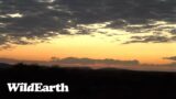 WildEarth – Sunrise Safari –  11 August 2023