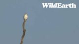 WildEarth – Sunrise Safari –  13 August 2023