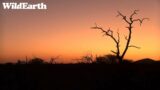 WildEarth – Sunset Safari – 09 August 2023