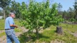 Yes, you can Summer Prune your Nectarine Trees!!!