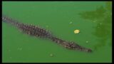 crocodile, a life filled with struggles and survival against all odds #crocodile #crocodiles #videos