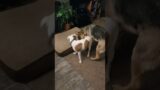 #dog #staffy #pitbull #doglover #amstaff #thordog #troublemaker  #germanshepherd #dogfight #