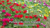 Portulaca | Purslane | Cindrella |  Sun Rose | Moss Rose |  Rare Varieties | Pathumani   #portulaca