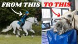 A VISIT TO THE GALLOPS, WATER TREADMILL AND DENTIST FOR PANDA, POPCORN AND ROLO
