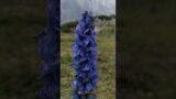 Aconitum napellus, monkshood, aconite, Venus' chariot or wolfsbane