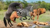 Against All Odds: Super Zebra's Fight for Life in the Lion's Territory – Wild Animals Attack