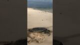 Amazing Sea Turtle Rescue! #Shorts #Oceans
