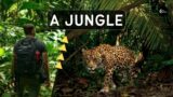 Amazon jungle | Exotic Wildlife | Mighty Rivers | Uncontacted Tribes