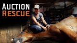 Auction Rescue – Horse Rescue Heroes | S3E7