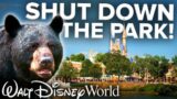 BEAR FOUND at Disney's Magic Kingdom! – Shuts Down Half the Park
