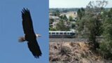 Bald eagles stall plan to trim trees by Fremont BART tracks
