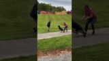 Beautiful Woman Harassed While Walking GSD To The Rescue!