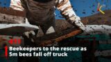 Beekeepers to the rescue as 5m bees fall off truck