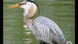 Birds of Mallows Bay-Potomac River National Marine Sanctuary