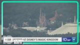 Black bear captured after spotted in tree at Disney's Magic Kingdom