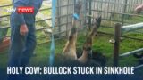Bullock in a hole lot of trouble after sinkhole incident