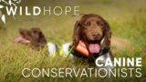 Canine Conservationists | WILD HOPE | Full Episode