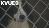Canine distemper on the rise in Central Texas animal shelters | KVUE