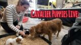 Cavalier Puppies Live: Pottying & Playing in the House Like Big Dogs