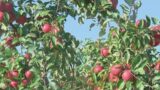 Central Ohio farmer weighs in on fall crops ahead of apple, pumpkin picking season