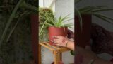 Comment for terracotta planter link #homedecor #plants #gardening #terracota