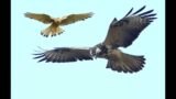 Die Symphonie der Bussarde und Falken. The Symphony of the buzzards and falcons