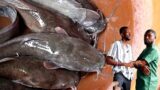From Dreams to Reality How a Young Ghanaian Engineer Built a Thriving Catfish Farm