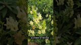 Hidcote Aconitum #allotment #garden  #bees #aconitum #nature #hidcote #toxic #nationaltrust