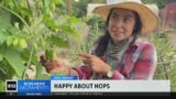 Hop farmers say California’s wet winter set stage for bountiful harvest this season