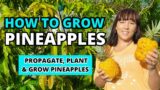 How To Grow LOTS Of Pineapples At Home – The Ultimate #pineapple  Growing Guide #garden #homegarden