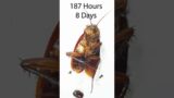 How many days can a cockroach survive without food and water?