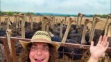 I Bought an Ostrich Farm (to feed Big Ounce)