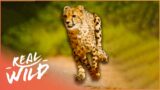 Is It Possible To Keep Up With The Fastest Animals In The World? | Wild Ones | Real Wild