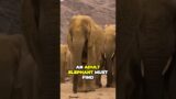 Journey of the Desert Elephants Surviving Against All Odds