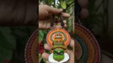 Kathakali Design Hand Painted Finish Terracotta Jewellery Set. – Shop Link is in the description