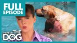 Labrador’s Jump on Swimmer Almost Leads to Drowning | Full Episode
