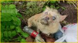 Laying on street to beg for food, She was almost blind and slowly starved to end of life