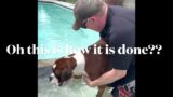 Max the Rescue Boxer Dog seeing our Swimming pool for the first time.