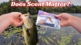 Maximum Scent To The Rescue AGAIN! Largemouth Candy!