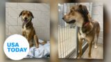 Missing rescue dog finds way to back shelter | USA TODAY