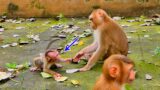 Mom is training her beloved to a good boy, Monkey mother really attention to her baby too much