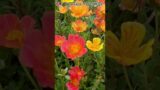 Portulaca | Purslane | Cindrella |  Sun Rose | Moss Rose |  Rare Varieties | Pathumani   #portulaca