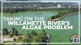 Project at Ross Island could help stop the Willamette River from turning green with algae