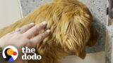 Rescue Dog Was Terrified Of Going Outside Until… | The Dodo Foster Diaries