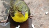 Resilient Young Bird: A Tale of Survival Against All Odds
