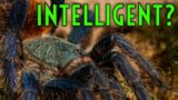 Tarantula's Can LEARN!? Tarantula Memory & Behavior