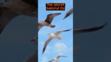 The Impressive Flight of The Albatross | The Wild Animal Facts