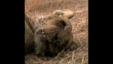 The Mapogo Lions, Lions of Sabi Sands #TheMapogos #lions  #lion #shorts