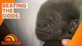 The baby gorilla surviving against the odds | Sunrise