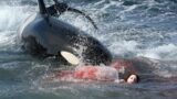 This Orca Devoured a Girl Peeing in The Ocean